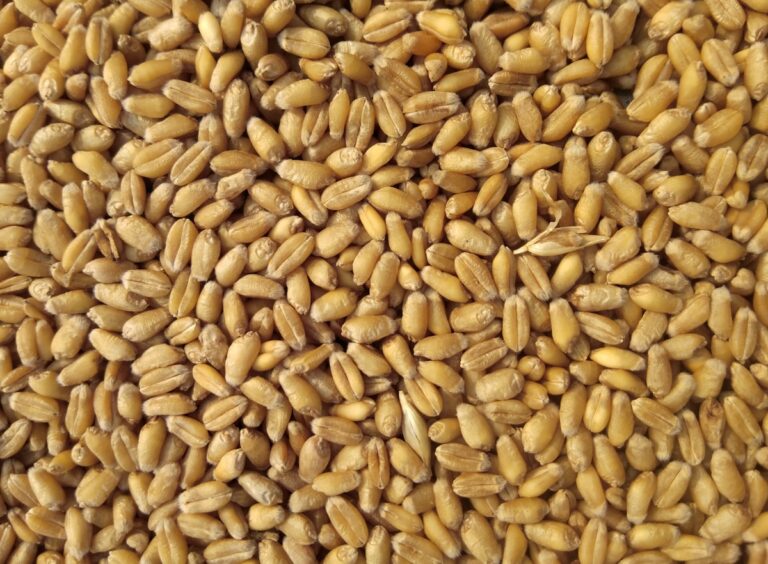 T45, T55, T65 : Quelle Farine Utiliser en Pâtisserie ?